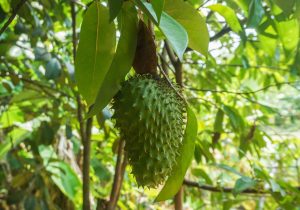 Soursop: A Fruit with Many Health Benefits